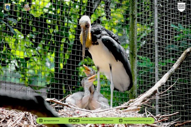 Burung Bangau di Taman Margasatwa Ragunan_IG 2